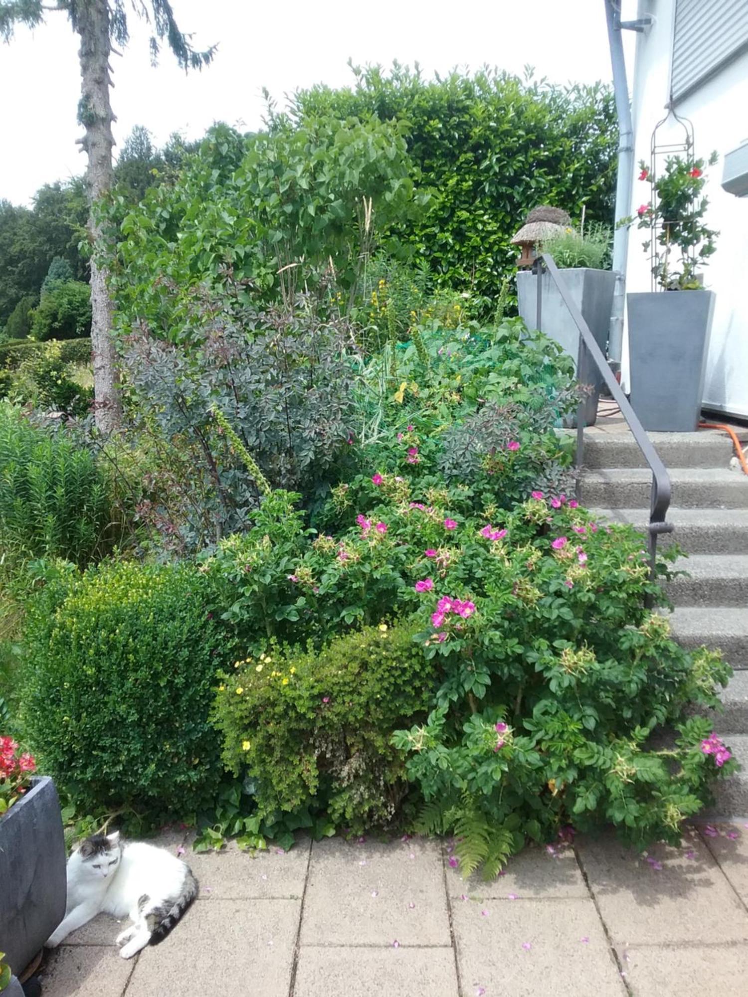 Apartament Perlenbachtal Monschau Zewnętrze zdjęcie