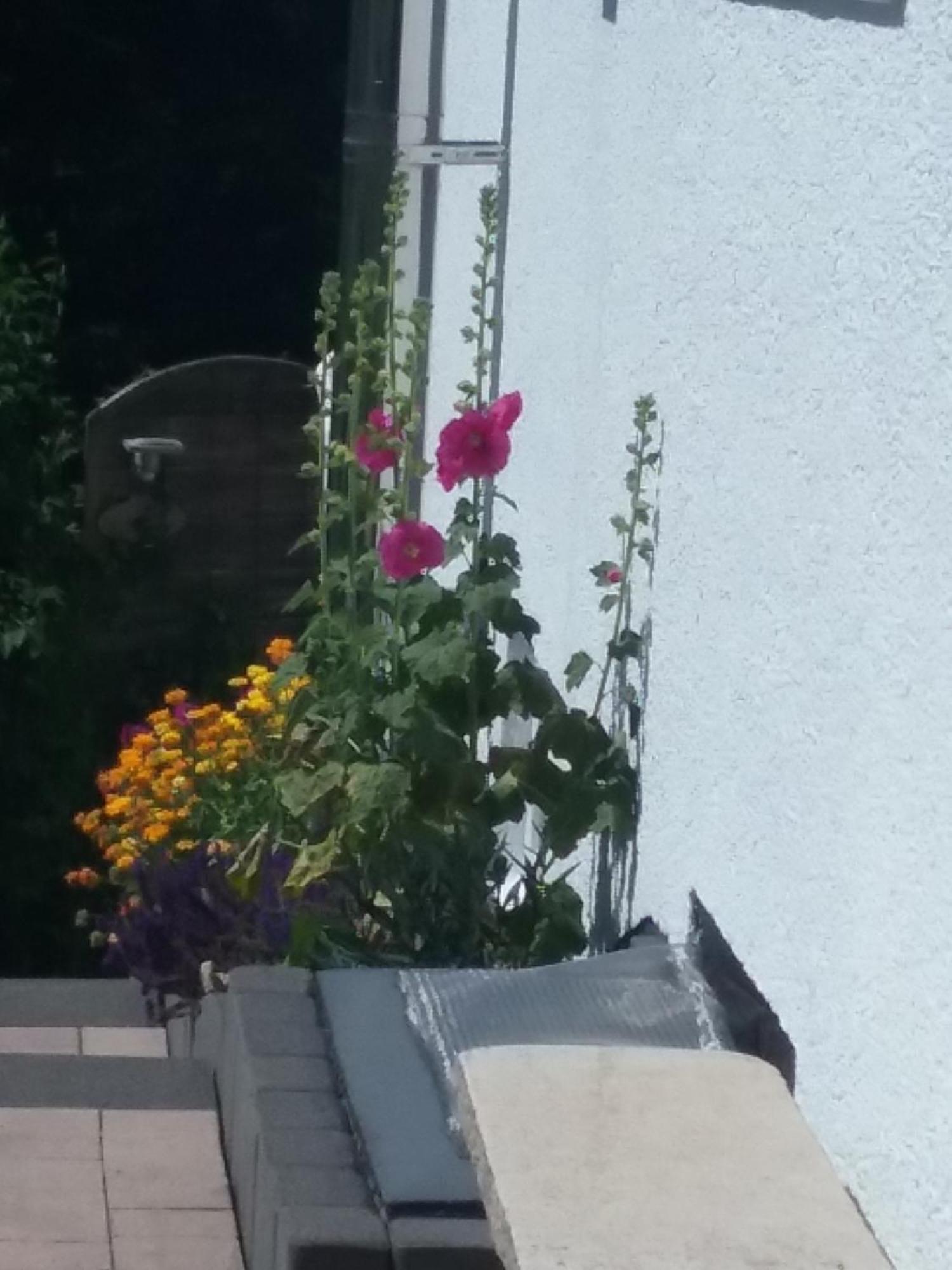 Apartament Perlenbachtal Monschau Zewnętrze zdjęcie
